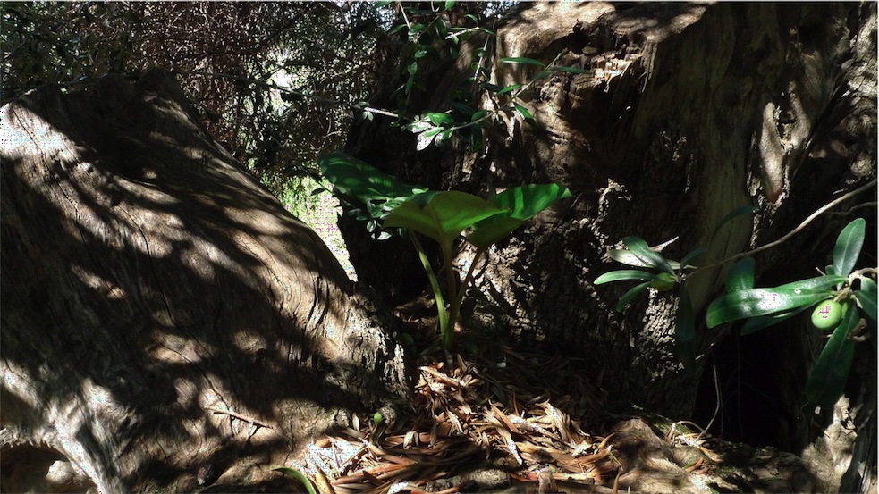 pianta cresce sopra altra pianta